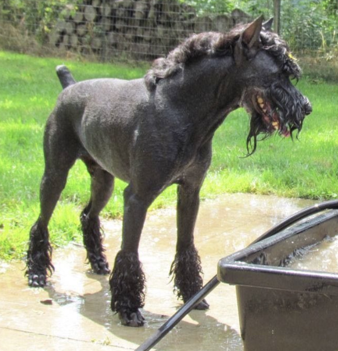 standard schnauzer